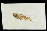 Bargain, Fossil Fish (Knightia) - Wyoming #108314-1